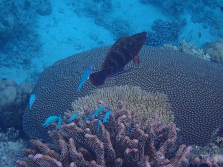 The manta passing over the coral