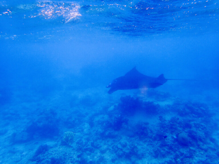 A ray in open water