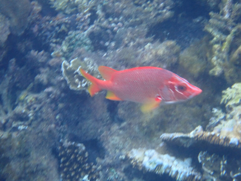A red fish over the coral