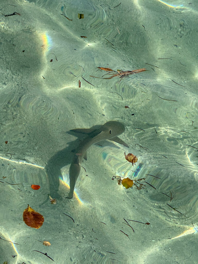 Fish in the shallows over sand