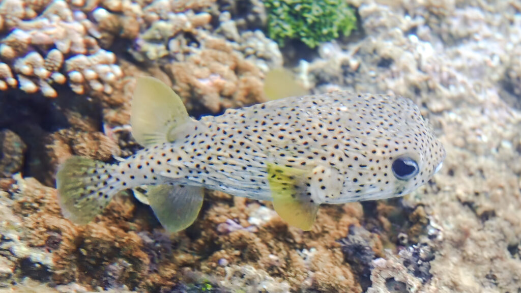 A blowfish, photographed underwater and sometimes served seasonally here