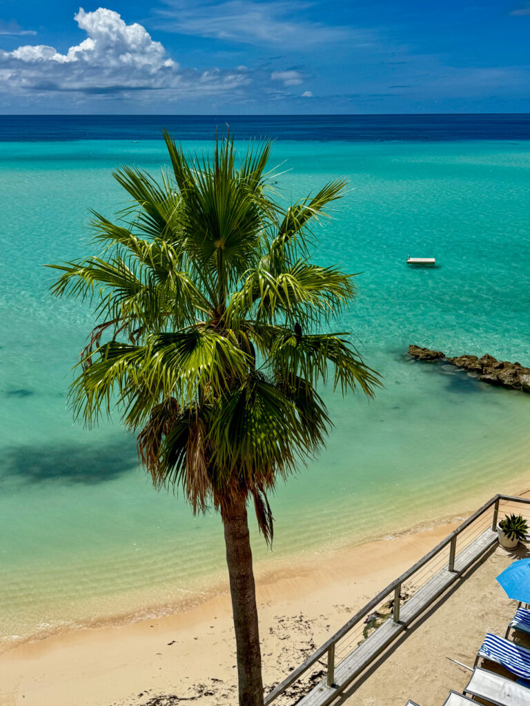A single palm on the sand, the bay flat and pale behind it