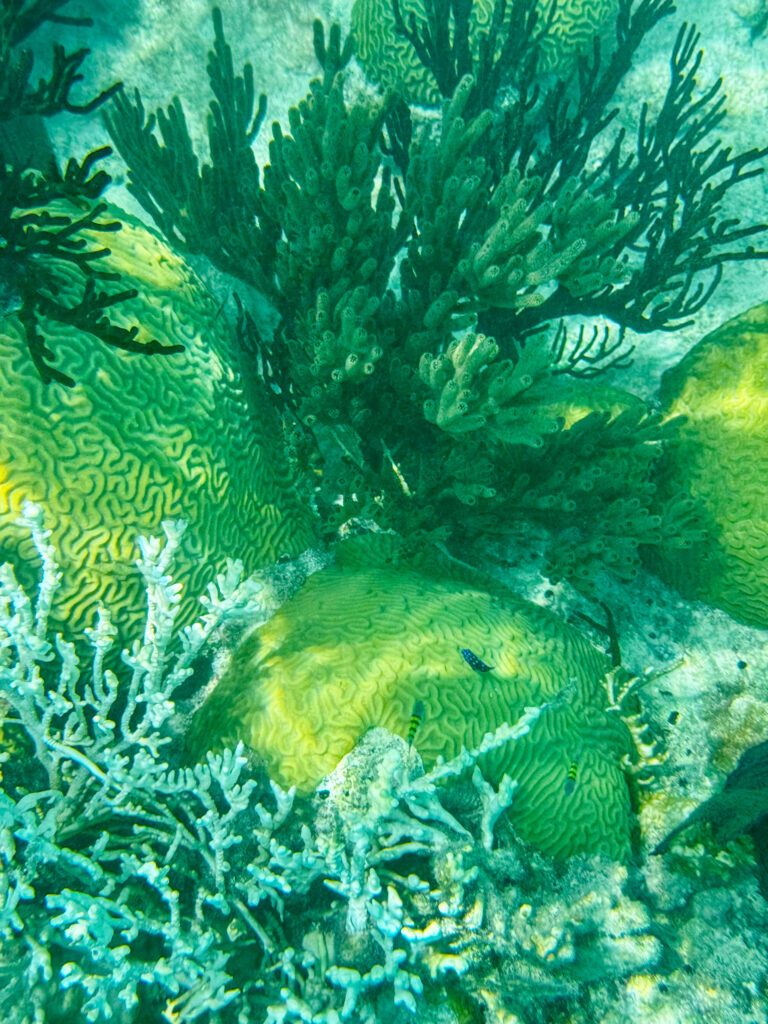 A soft coral fanning out in green water