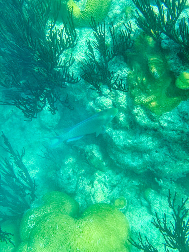 Seagrass moving in the current under bright green water