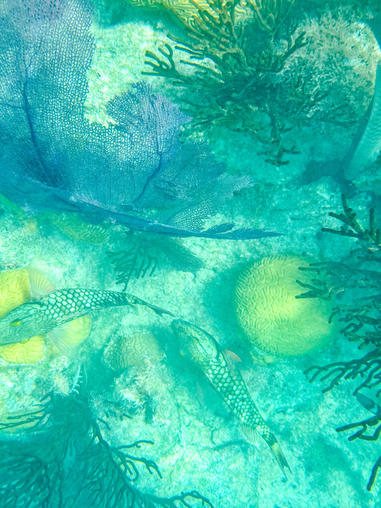 Coral growing over the rock in shallow water