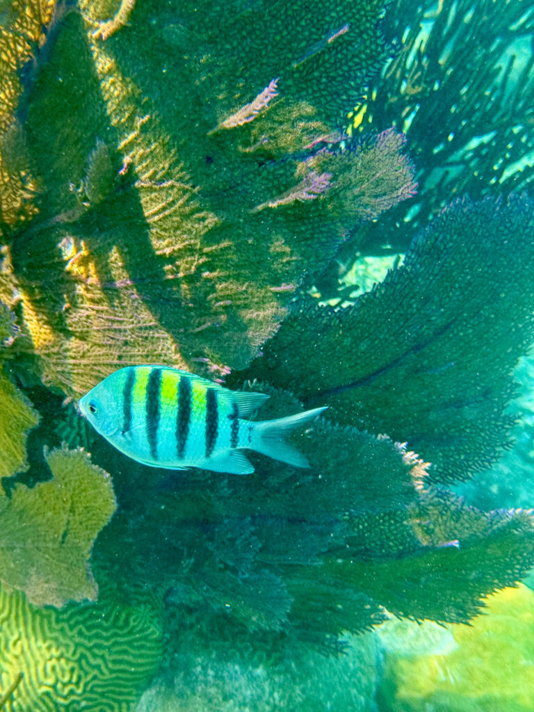 A striped fish holding over the coral