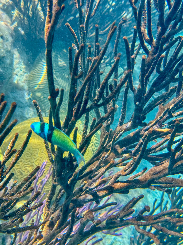 A fish moving through a stand of sea fans