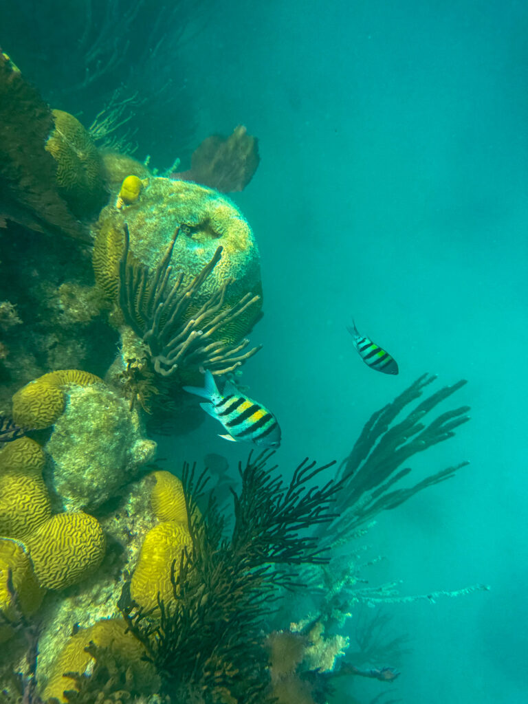 Fish working along the rocks in clear water