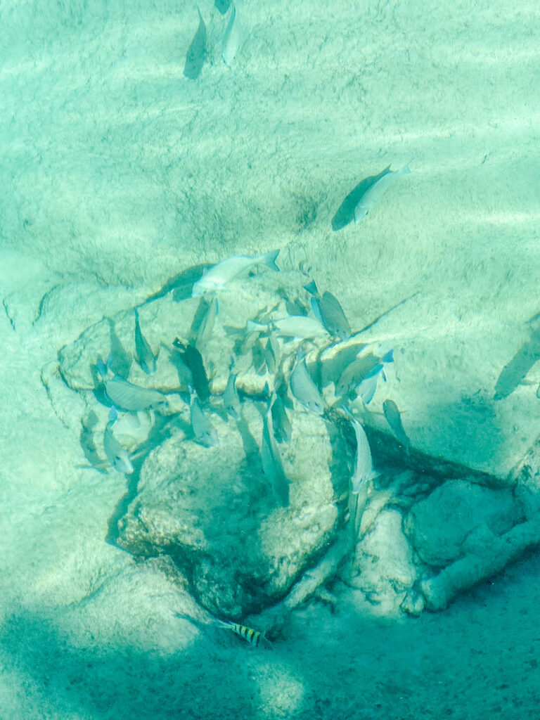 Fish moving over the rippled sand in clear green water