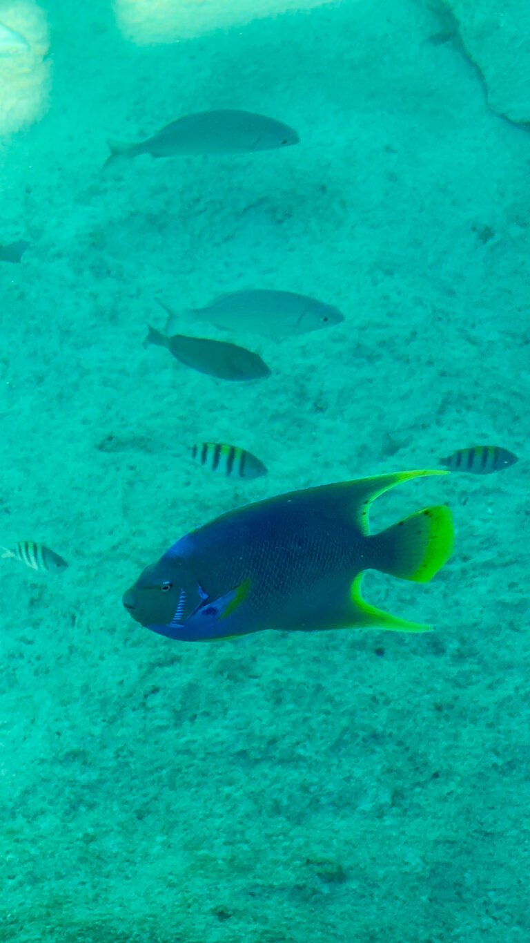 A dark angelfish crossing the turquoise