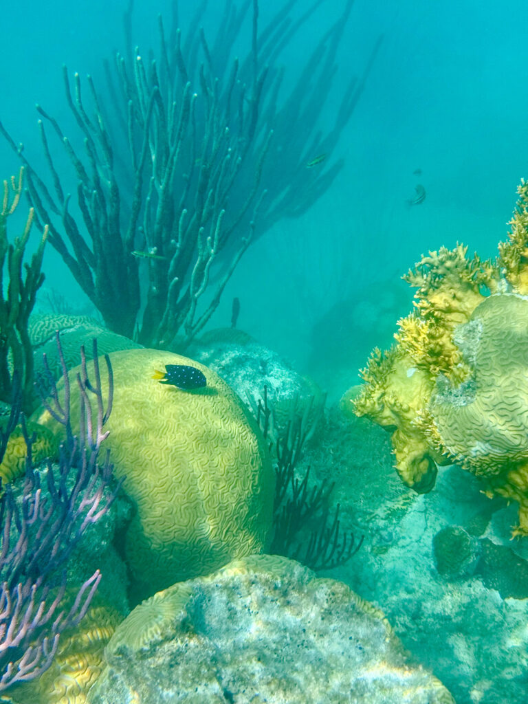 Sea fans and weed growing together on the rock