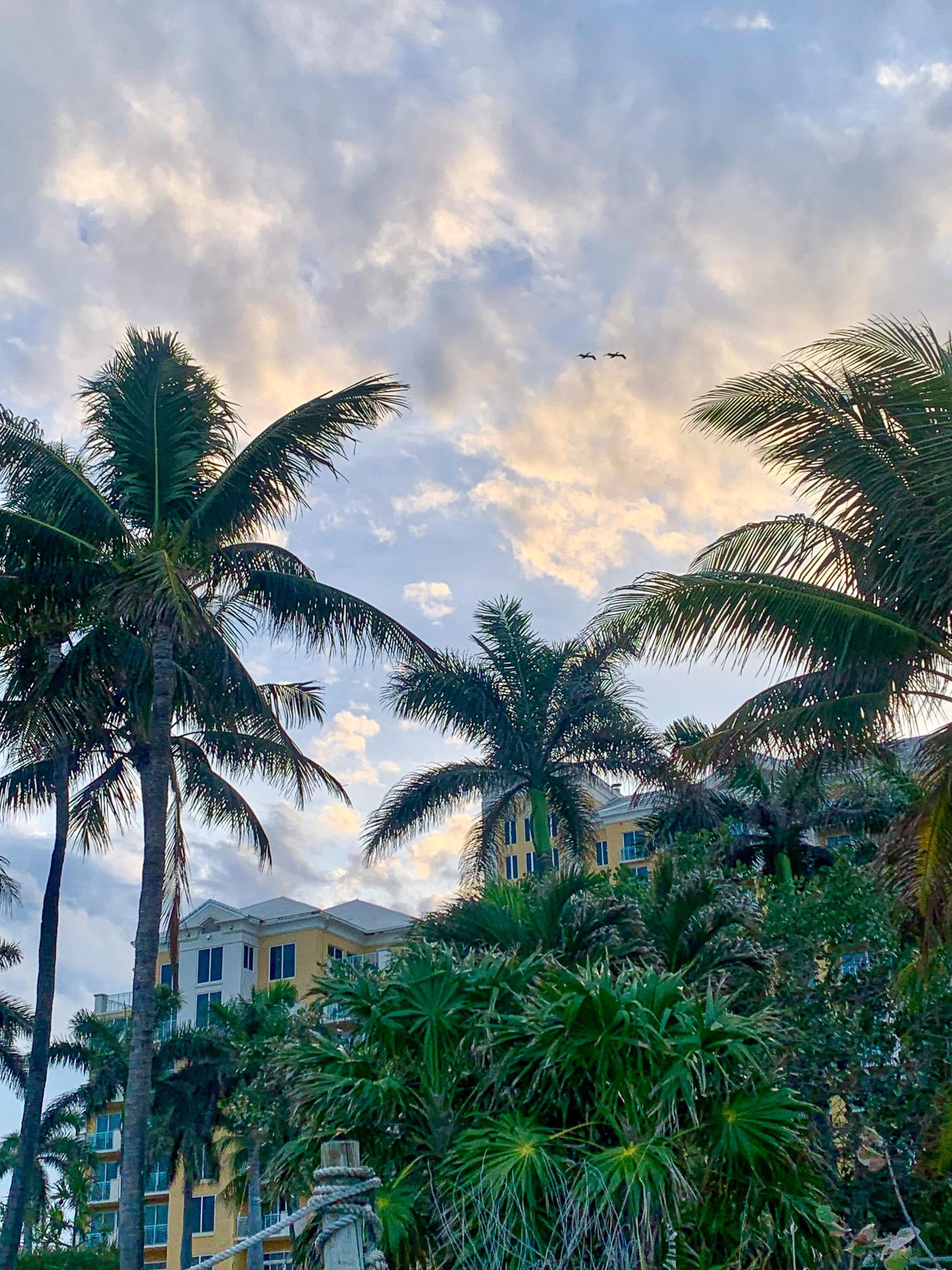 Coconut palms against a sky breaking up at the end of the day