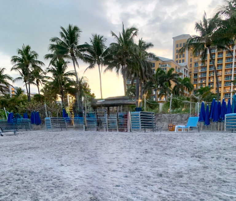 Blue loungers set out in rows on the sand under the palms