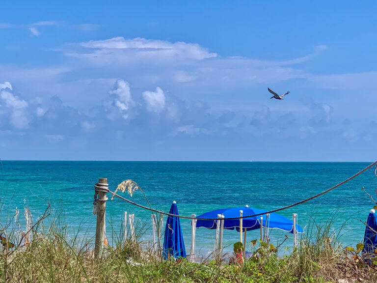 A bird crossing above the beach, umbrellas and loungers along the sand