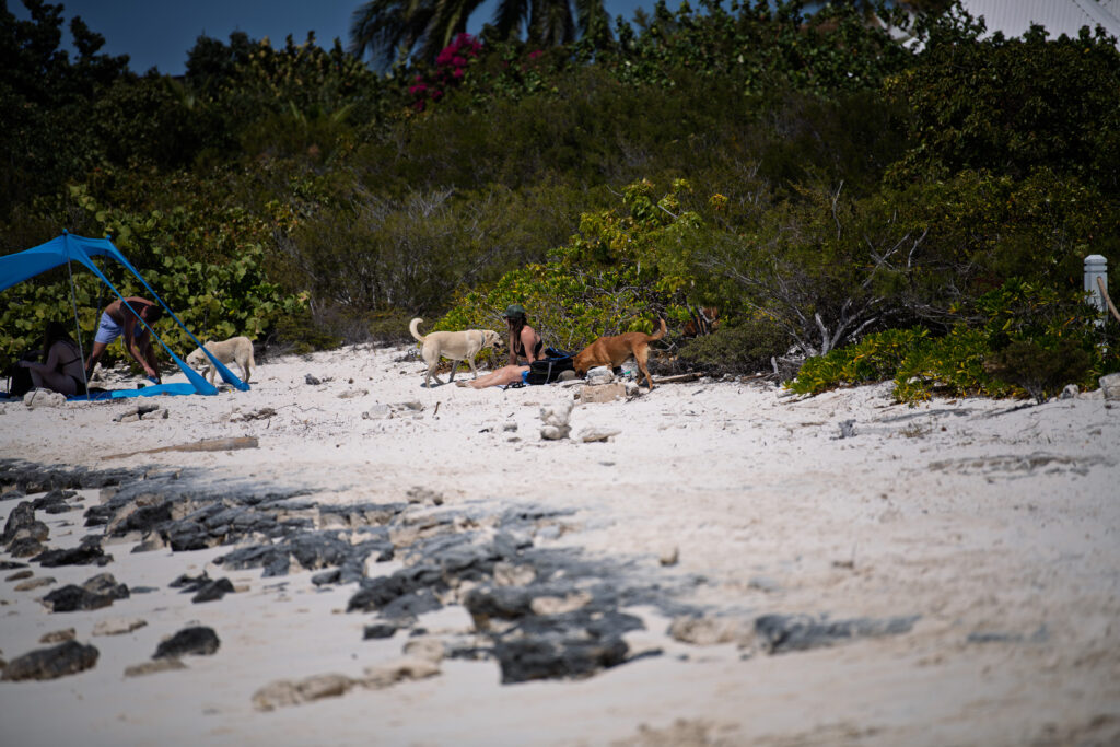 A shelf of grey limestone breaking through the sand at the waterline at Sapodilla Bay, with beach canopies and two dogs on the dry sand behind