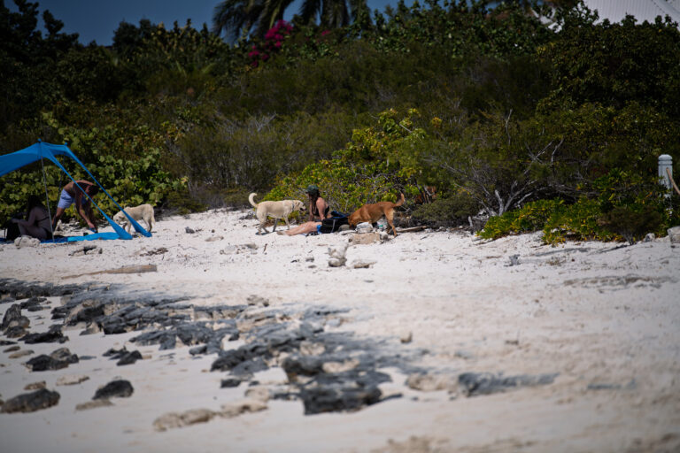 Dogs and beachgoers under the shade at the end of the sand
