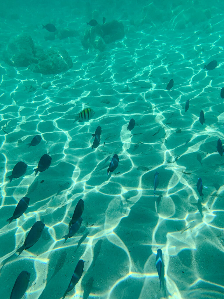 Small fish moving over the rippled sand in clear shallow water