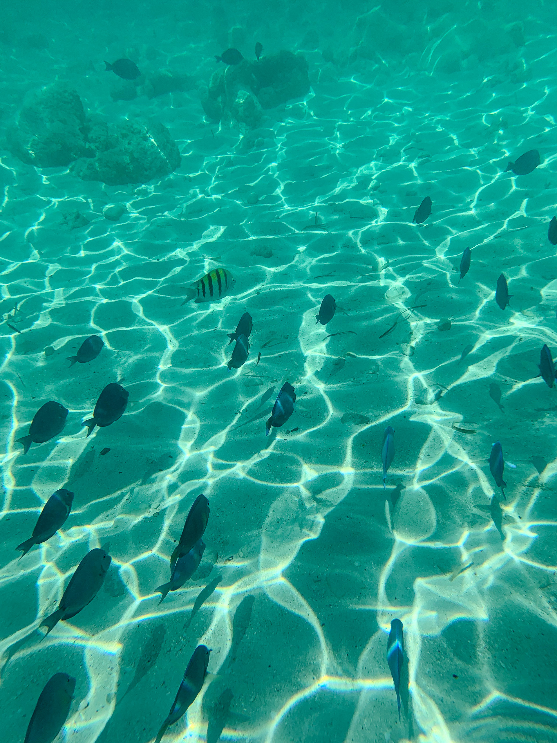 Small fish moving over the rippled sand in clear shallow water