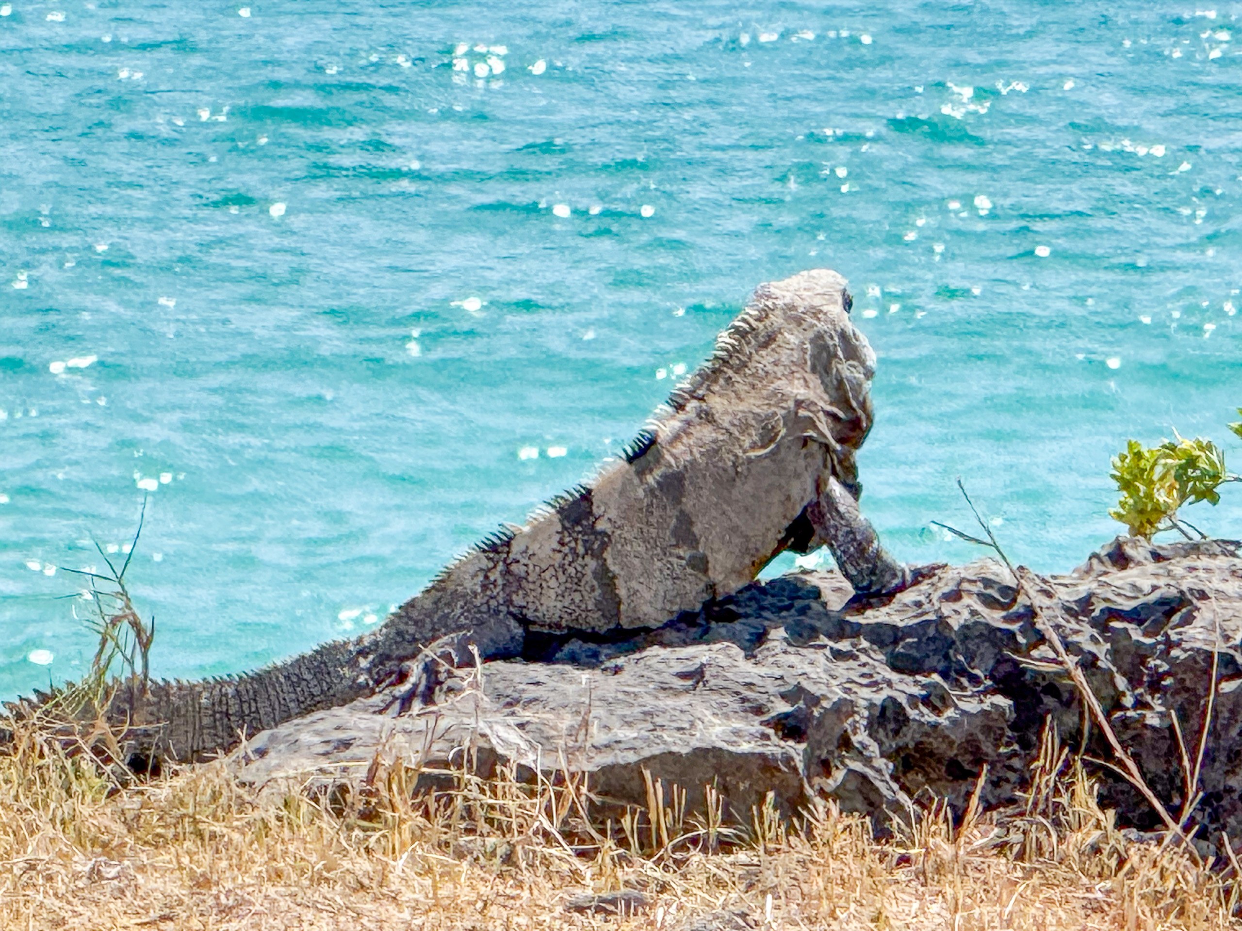 An iguana on the rocks above the turquoise water of the inlet