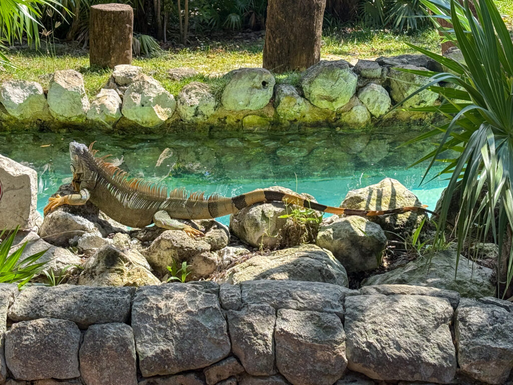 An iguana stretched along a stone wall beside the green water of the channel