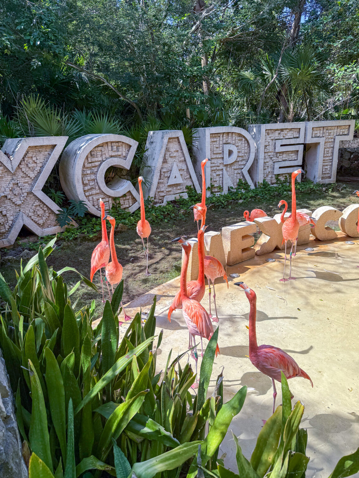 Pink flamingos in front of the letters spelling XCARET