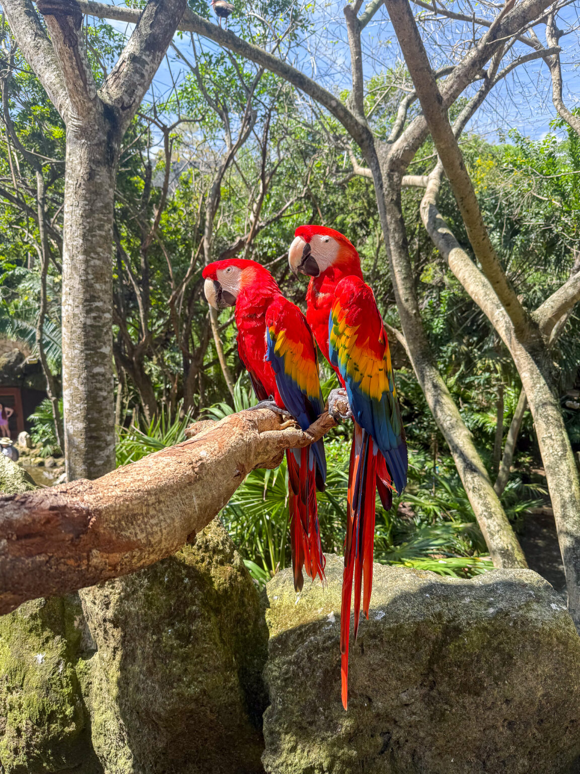 Two scarlet macaws on a branch in the jungle
