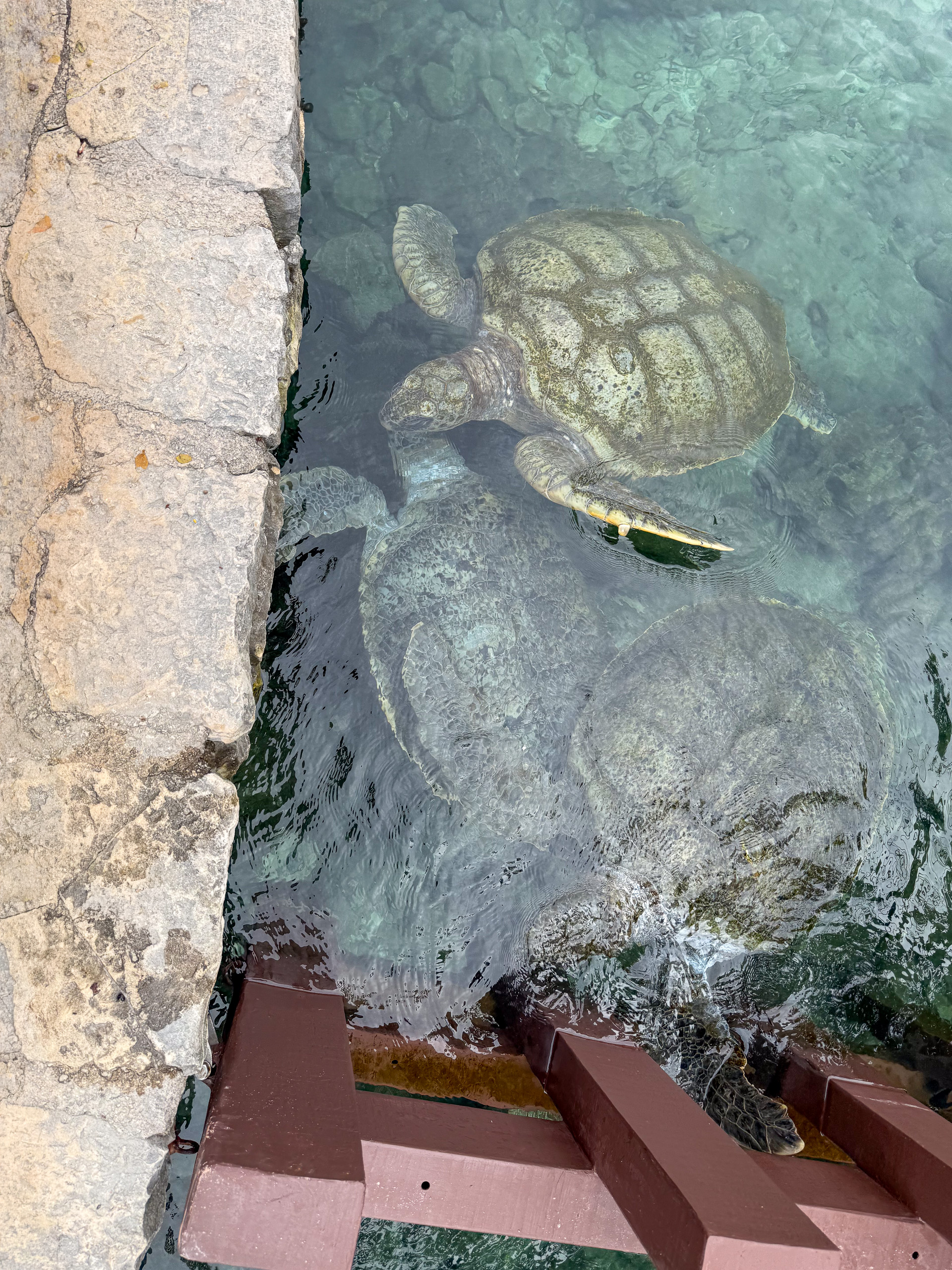 Sea turtles in the clear water of a rock pool seen from above