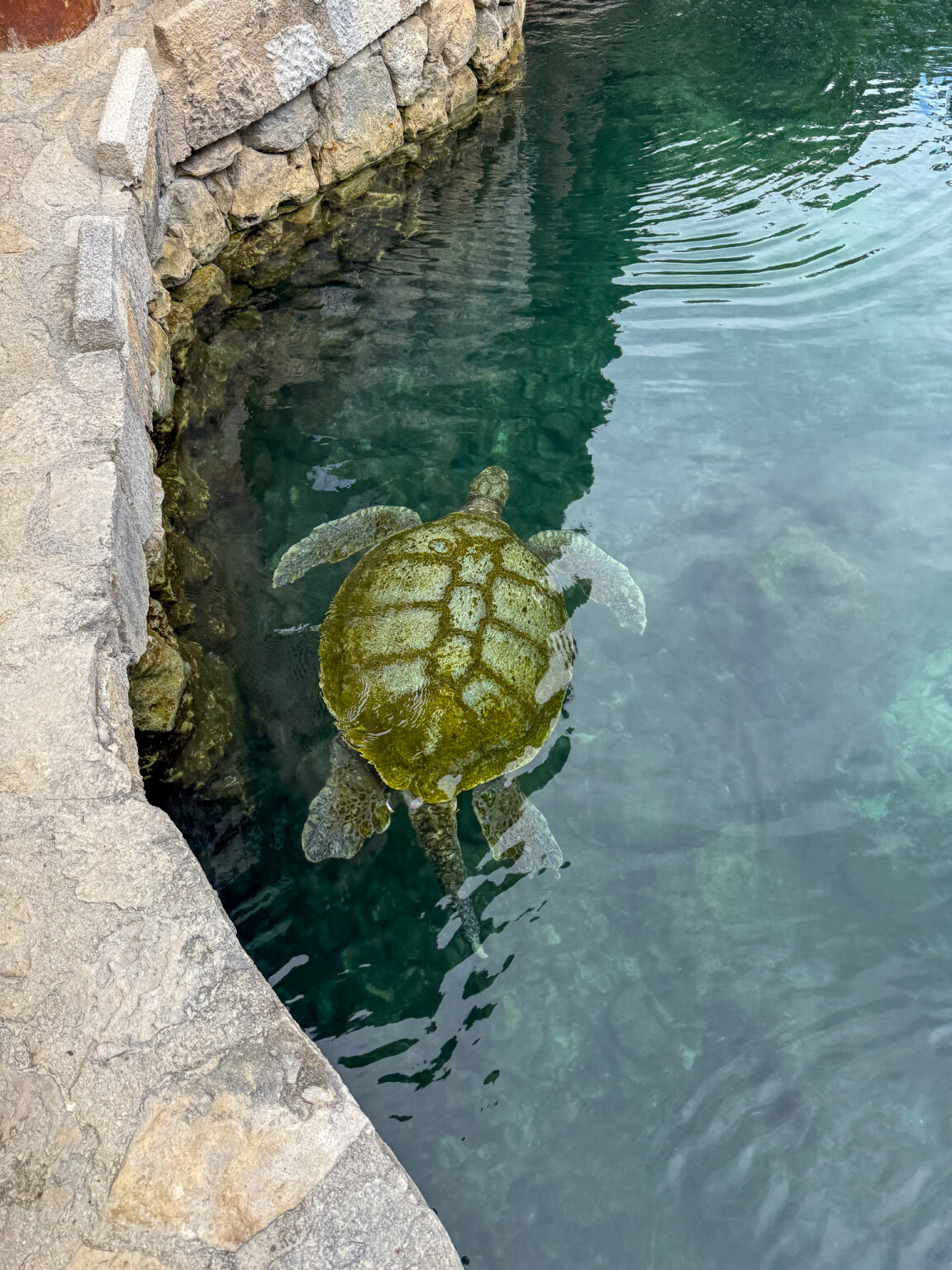 A sea turtle swimming in the green water of a rock channel