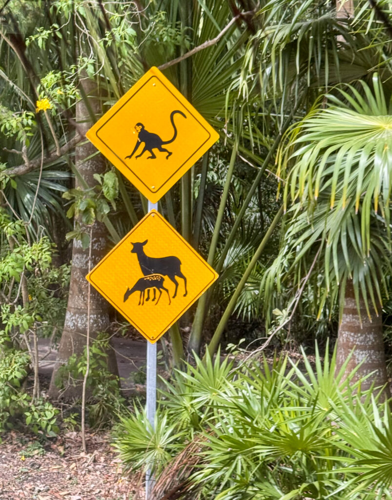 Yellow signs warning of animals, set in the roadside jungle