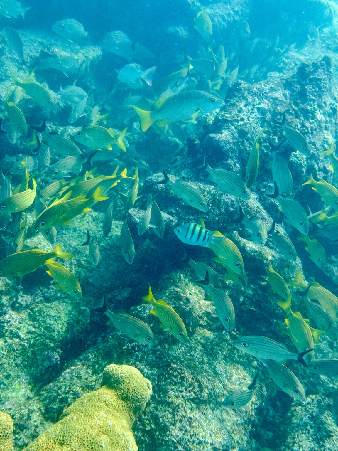 A shoal of yellow-striped fish over the coral in clear water
