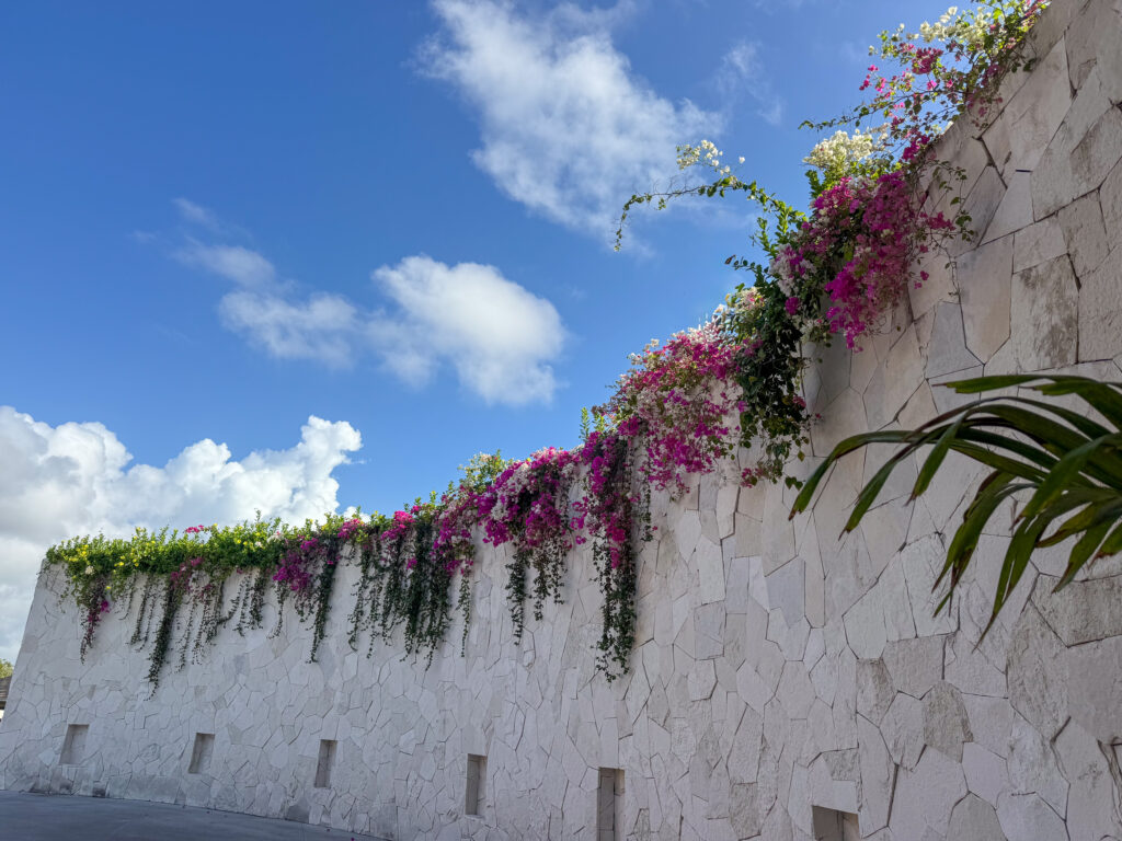 Pink bougainvillea spilling over a pale stone wall against a blue sky