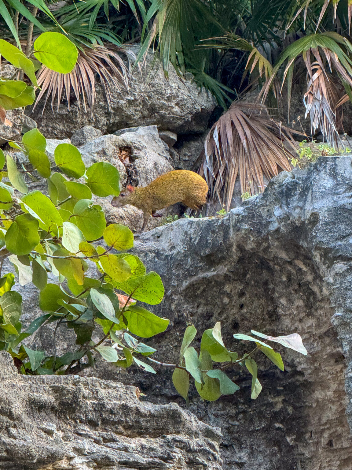 A coati picking its way across the rocks among sea grape leaves