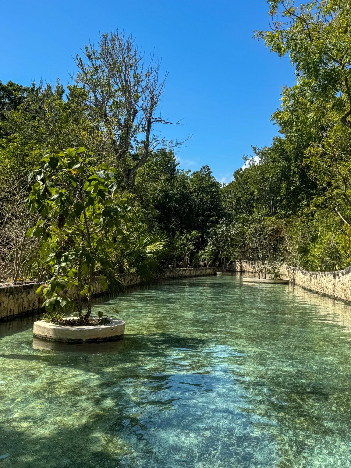 The river winding out through the mangrove and jungle