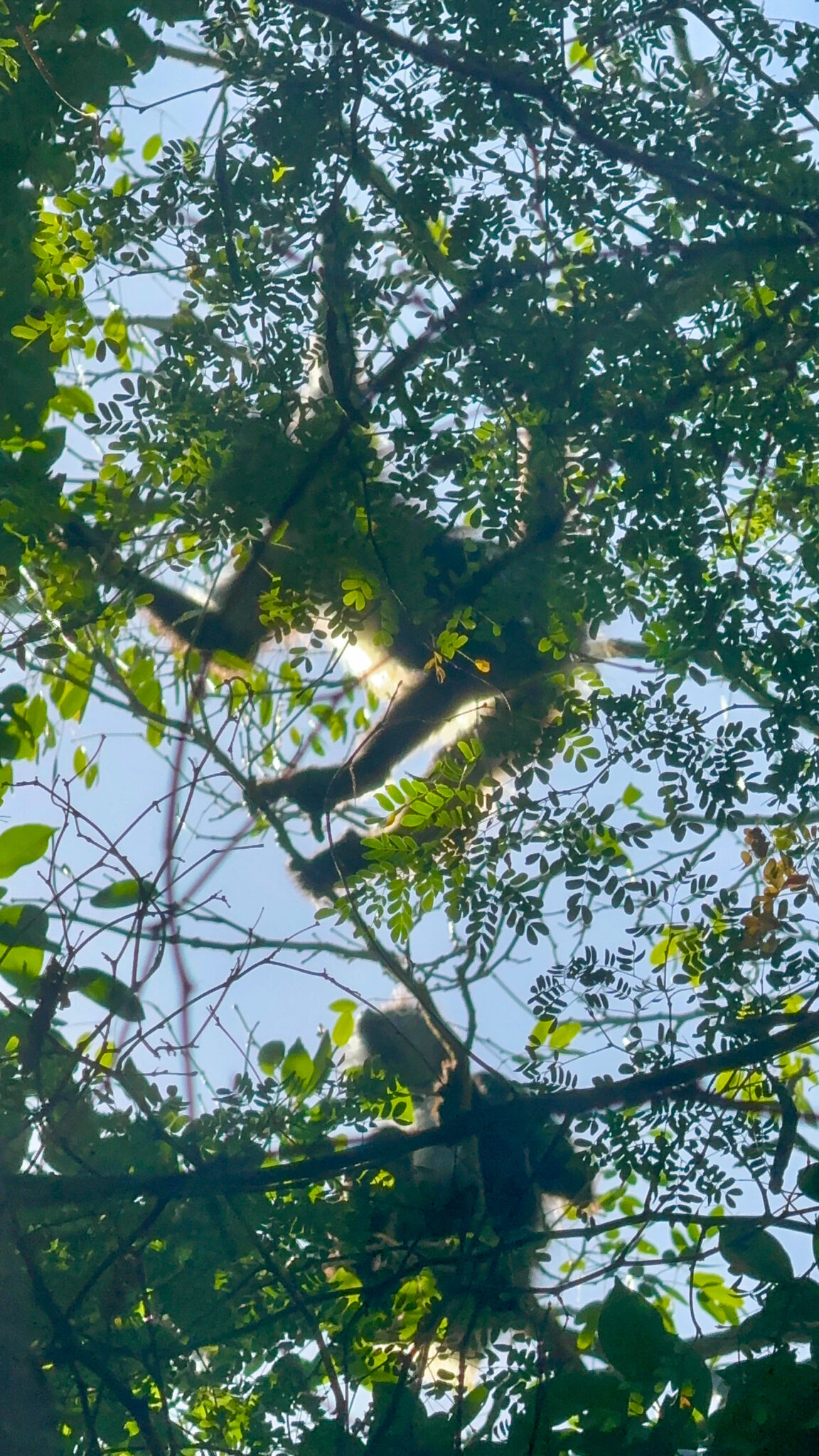 The canopy from below, light coming through the leaves