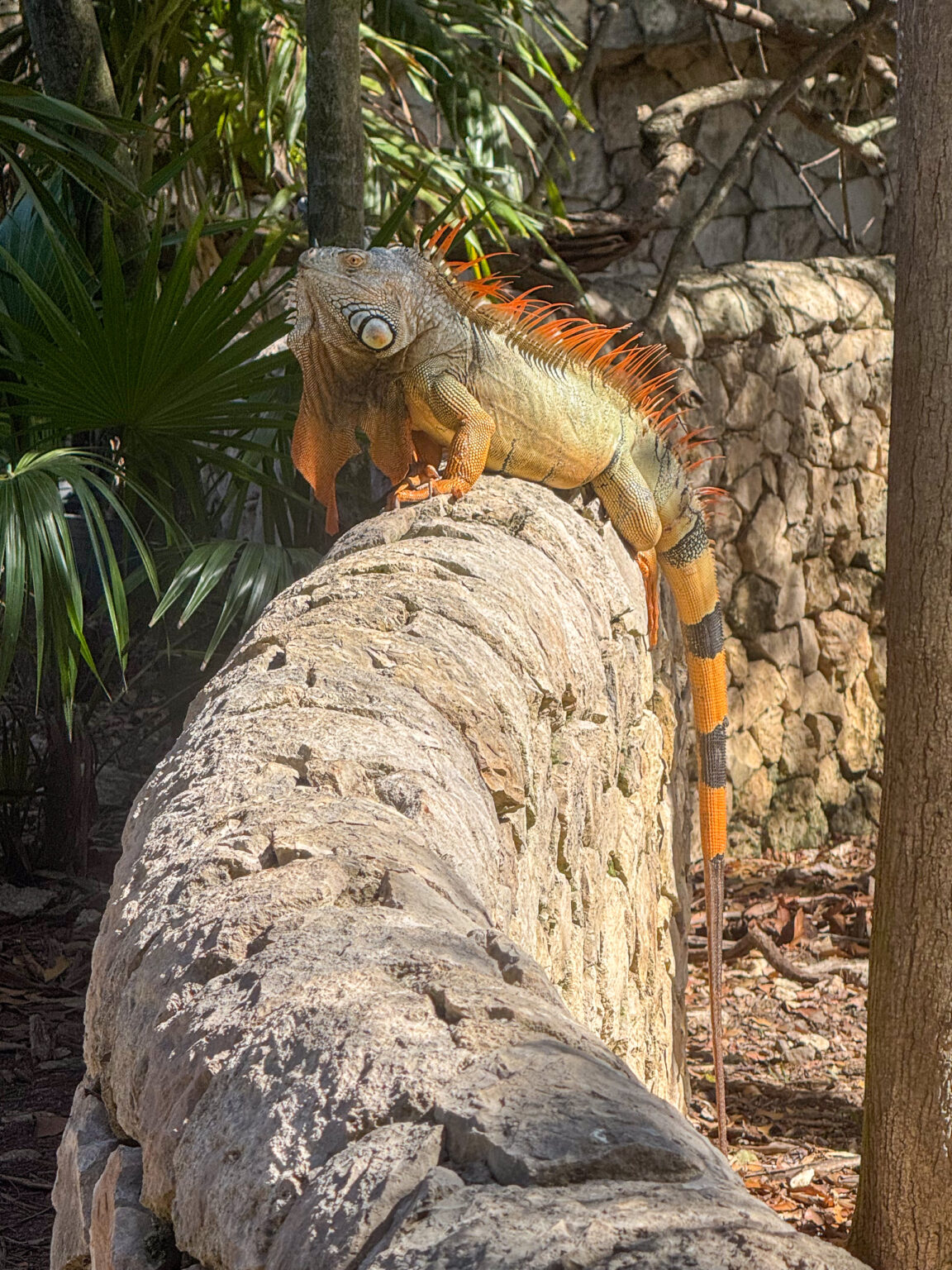 An iguana settled on the warm stone
