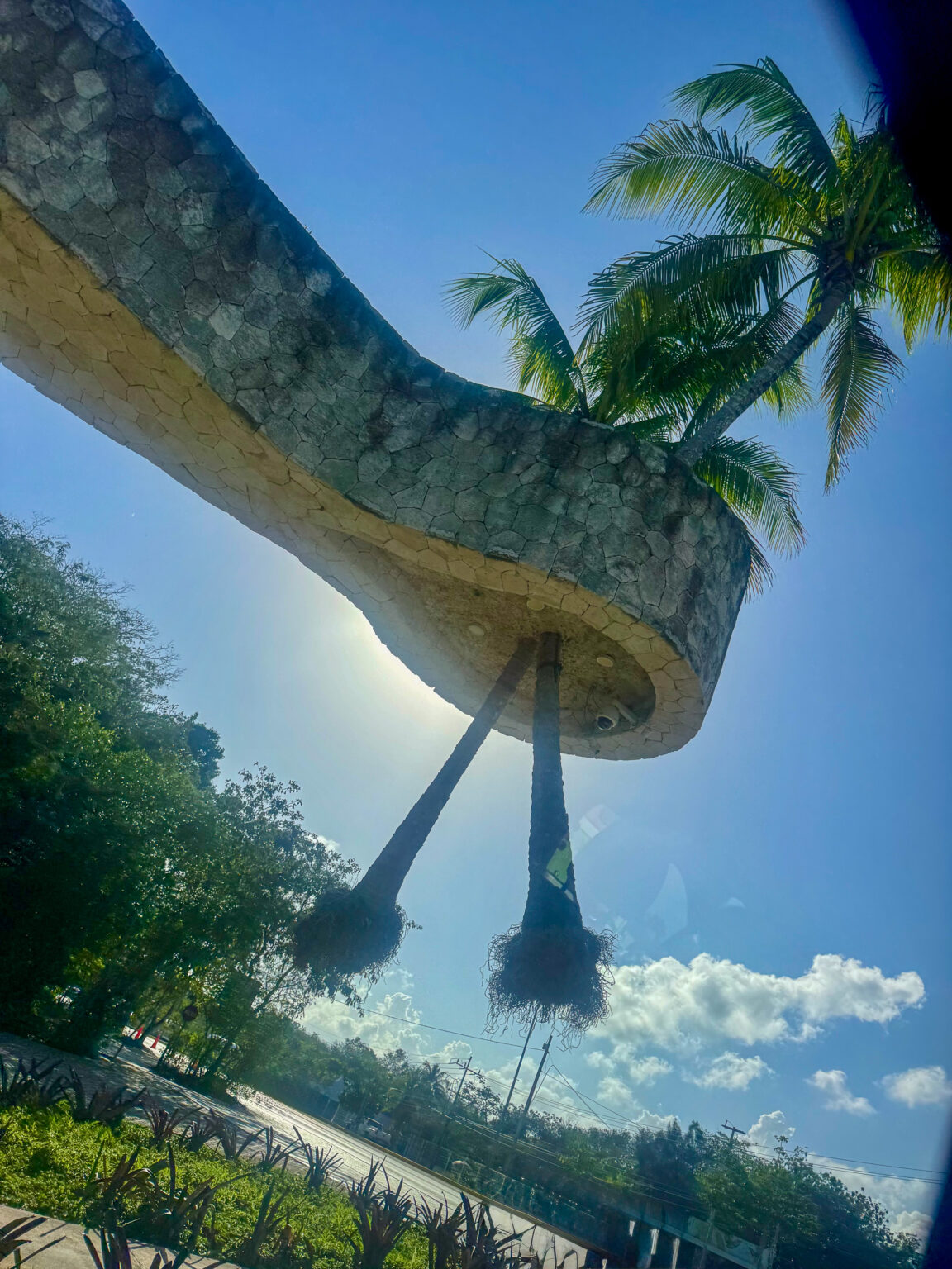 An iguana in the foreground, the pool and palms out of focus behind
